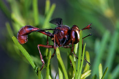 Physocephala burgessi