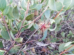 Hakea petiolaris