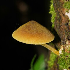 Pluteus hubregtseorum