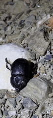 Phelotrupes formosanus