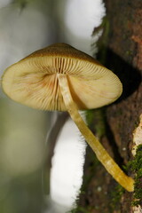 Pluteus hubregtseorum