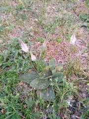 Plantago media