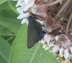 Satyrium calanus