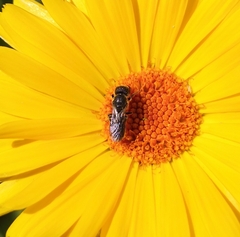 Heriades truncorum