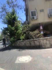 Ficus religiosa