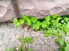 Stellaria media