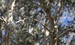 Anthochaera chrysoptera chrysoptera