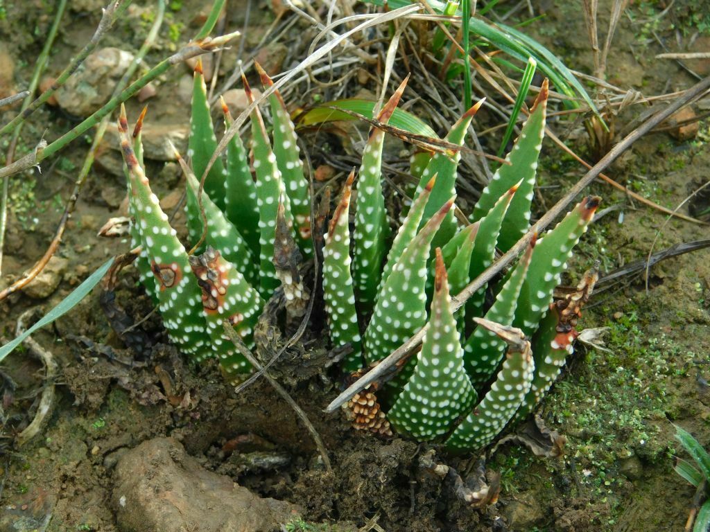 Renoster Fataloe from Genadendal Buffaloridge, 7234, South Africa on ...
