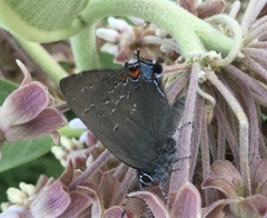 Satyrium calanus