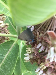 Satyrium calanus