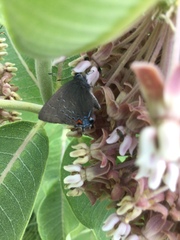Satyrium calanus
