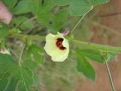 Hibiscus cannabinus