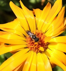 Anthophila