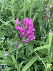 Lathyrus