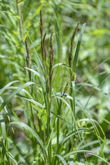 Carex atherodes