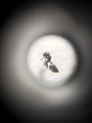 Crematogaster ferrarii