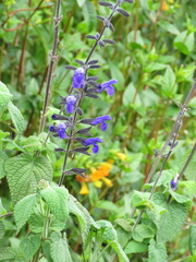 Salvia amethystina