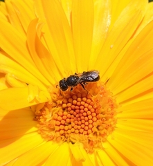 Heriades truncorum