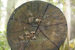Mycena tuvara