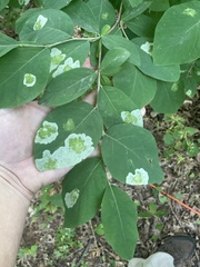 Leucanthiza dircella