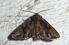 Ichneutica skelloni