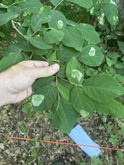 Leucanthiza dircella