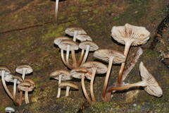 Mycena tuvara