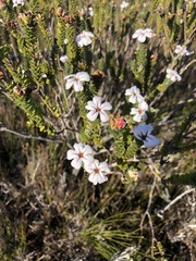 Adenandra obtusata