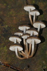 Mycena tuvara
