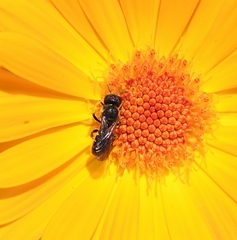Heriades truncorum