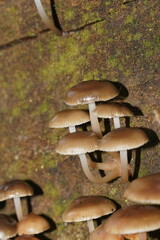 Mycena tuvara