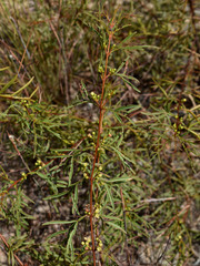 Boronia bowmanii