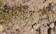 Boronia bowmanii