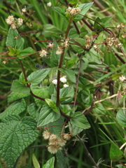 Ageratina gracilis
