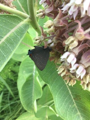 Satyrium calanus