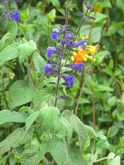 Salvia amethystina