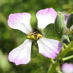 Anthophila