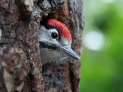 Dendrocopos major