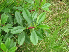 Escallonia discolor