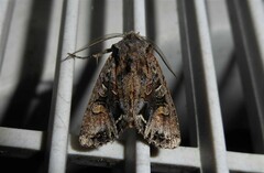 Ichneutica skelloni