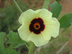 Hibiscus cannabinus