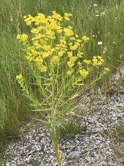 Euphorbia saratoi