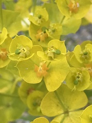 Euphorbia saratoi