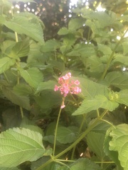 Lantana