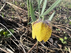 Fritillaria collina