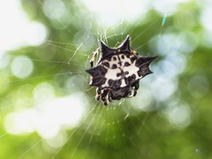 Gasteracantha kuhli