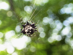 Gasteracantha kuhli