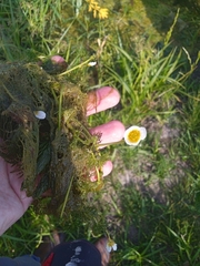 Ranunculus circinatus