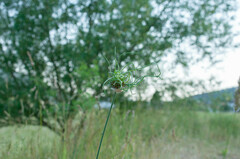 Allium vineale compactum