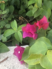Bougainvillea